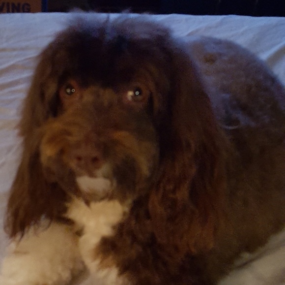 Meet your Posher, Nance - Picture 1 of 1